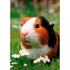 Guinea Pig - 3D Lenticular Postcard Greeting Card - NEW Postcard 3dstereo 
