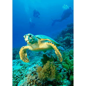 Hawksbill Turtle - 3D Lenticular Postcard Greeting Card- NEW Postcard 3dstereo 