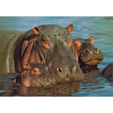 Hippopotamus Family - 3D Lenticular Postcard Greeting Card - NEW Postcard 3dstereo 