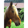 Horse Face Close-up - 3D Lenticular Postcard Greeting Card - NEW 3dstereo 