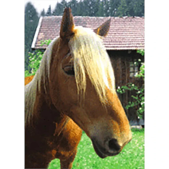 Horse Face Close-up - 3D Lenticular Postcard Greeting Card - NEW 3dstereo 