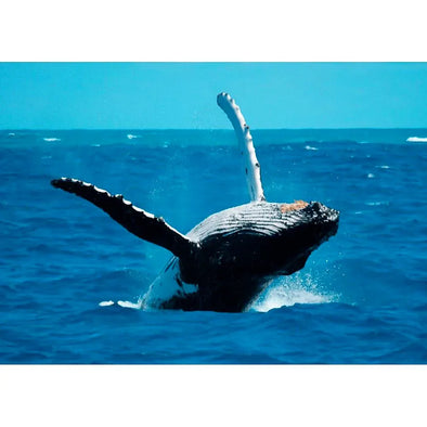 Humpback Whale Breaching - 3D Lenticular Postcard Greeting Card- NEW Postcard 3dstereo 