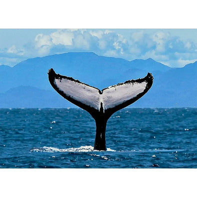 Humpback Whale Fluke 2 - 3D Lenticular Postcard Greeting Card- NEW Postcard 3dstereo 