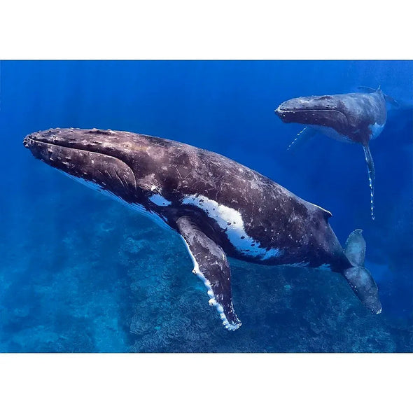 Humpback Whale with Partner - 3D Lenticular Postcard Greeting Card- NEW Postcard 3dstereo 