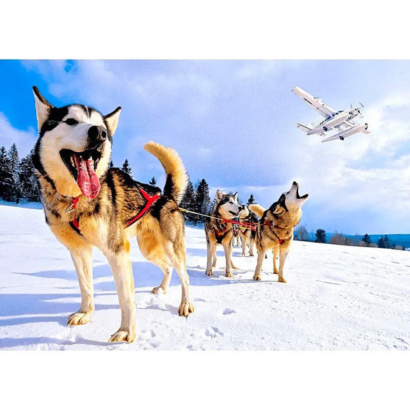 Huskies Leading a Dogsled - 3D Lenticular Postcard Greeting Card - NEW Postcard 3dstereo 