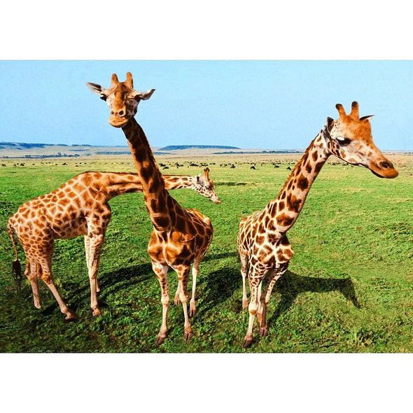 Inquisitive Giraffes - 3D Lenticular Postcard Greeting Cardd - NEW Postcard 3dstereo 