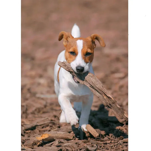 Jack Russell - 3D Lenticular Postcard Greeting Card - NEW Postcard 3dstereo 