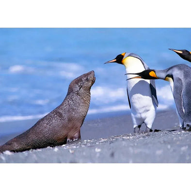 King Penguins and Fur Seal - 3D Lenticular Postcard Greeting Card- NEW Postcard 3dstereo 