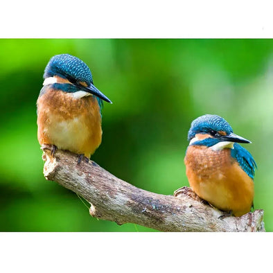 Kingfishers - 3D Lenticular Postcard Greeting Card Postcard 3dstereo 