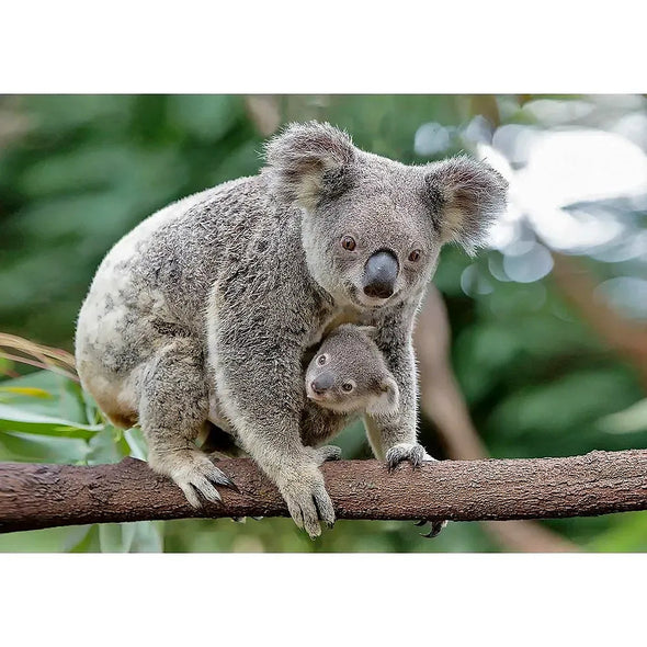 Koala mother and joey - 3D Lenticular Postcard Greeting Card - NEW Postcard 3dstereo 