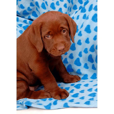 Labrador Retriever - 3D Lenticular Postcard Greeting Card - NEW Postcard 3dstereo 