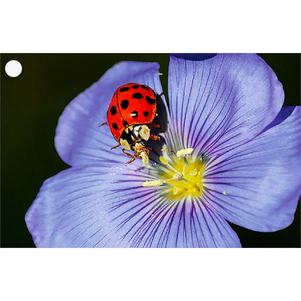 Lady Bug and Butterfly - 2 3D Lenticular Gift Tags Cards - NEW Gift Cards 3dstereo 