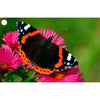 Lady Bug and Butterfly - 2 3D Lenticular Gift Tags Cards - NEW Gift Cards 3dstereo 