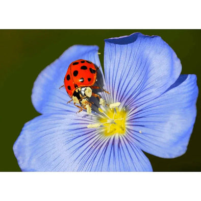 Ladybug and Flower - 3D Lenticular Postcard Greeting Card - NEW Postcard 3dstereo 