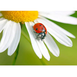 Ladybug on Daisy - 3D Lenticular Postcard Greeting Card - NEW Postcard 3dstereo 