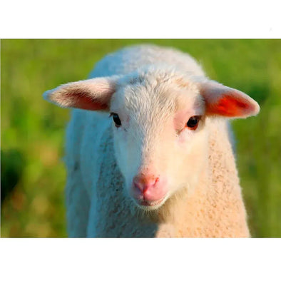 Lamb - 3D Lenticular Postcard Greeting Card - NEW Postcard 3dstereo 