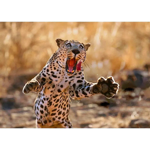 Leopard Pouncing on Prey - 3D Lenticular Postcard Greeting Cardd - NEW Postcard 3dstereo 