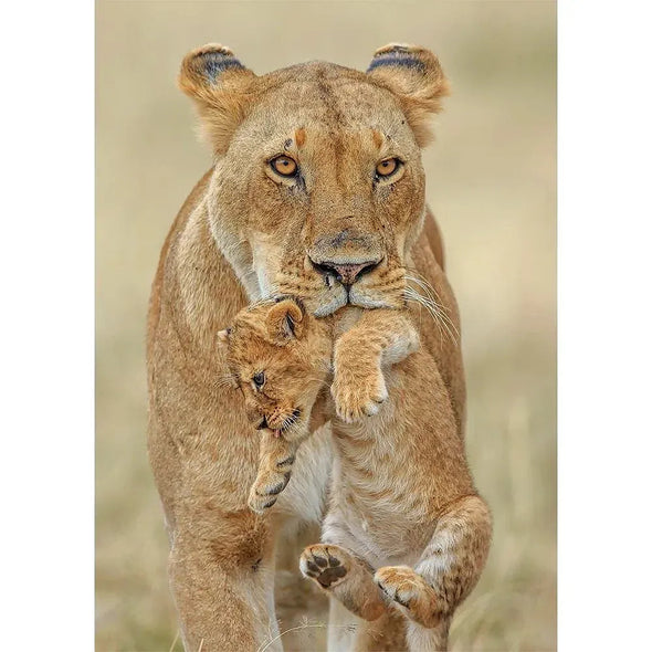 Lioness carrying cub - 3D Lenticular Postcard Greeting Card - NEW Postcard 3dstereo 