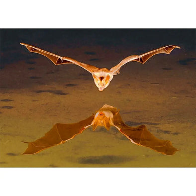 Little Brown Bat - 3D Lenticular Postcard Greeting Cardd - NEW Postcard 3dstereo 