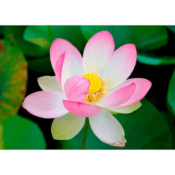 Lotus Blossom - 3D Lenticular Postcard Greeting Card - NEW Postcard 3dstereo 