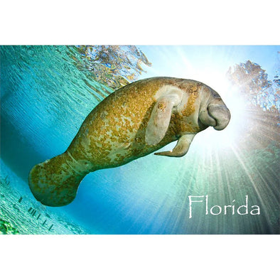 MANATEE - 3D Magnet for Refrigerators, Whiteboards, and Lockers - NEW MAGNET 3dstereo 