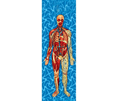 Man's Body Anatomical - 3D Animated Lenticular Bookmark - NEW Bookmarks 3Dstereo 