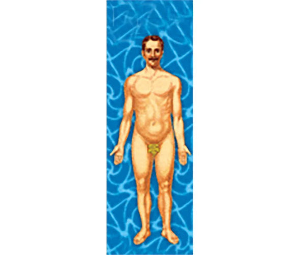 Man's Body Anatomical - 3D Animated Lenticular Bookmark - NEW