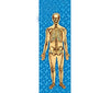 Man's Body Anatomical - 3D Animated Lenticular Bookmark - NEW