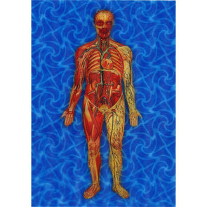 Man's Body Anatomical - Animated - 3D Lenticular Postcard Greeting card - NEW Postcard 3dstereo 