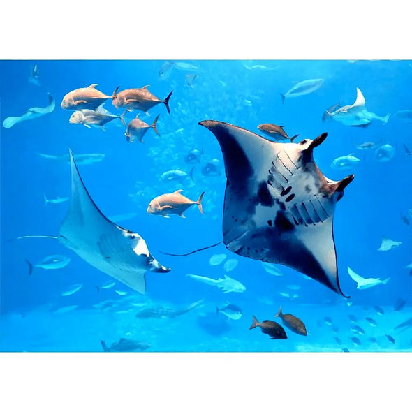 Manta Rays and Tropical Fish - 3D Lenticular Postcard Greeting Card - NEW Postcard 3dstereo 