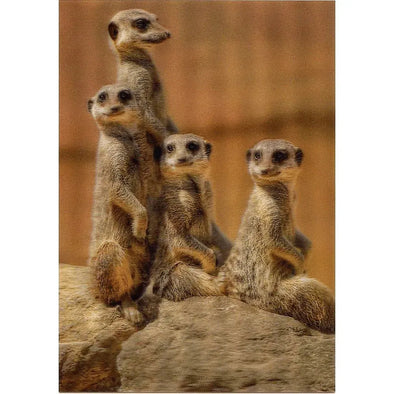 Meerkats - 3D Lenticular Postcard Greeting Card- NEW Postcard 3dstereo 