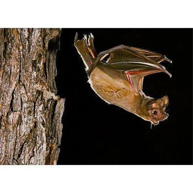 Mexican Free-Tailed Bat - 3D Lenticular Postcard Greeting Cardd - NEW Postcard 3dstereo 