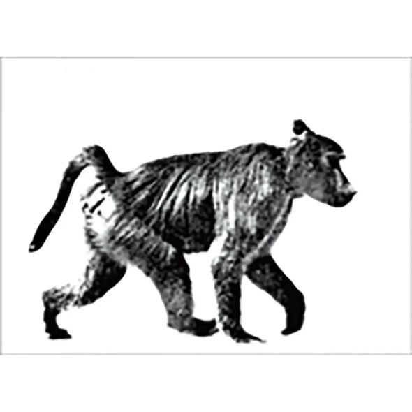 Monkey walking Muybridge 1887 - 3D Action Lenticular Postcard Greeting Card