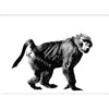 Monkey walking Muybridge 1887 - 3D Action Lenticular Postcard Greeting Card Postcard 3dstereo 