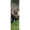 MOOSE - 3D Lenticular Bookmark - NEW Bookmarks 3Dstereo 