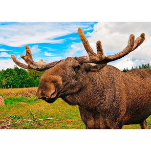 Moose - 3D Lenticular Postcard Greeting Cardd - NEW Postcard 3dstereo 