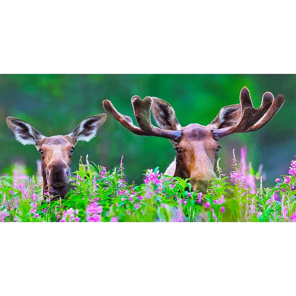 Moose in Fireweed - 3D Lenticular Oversize-Postcard Greeting Cardd - NEW Postcard 3dstereo 