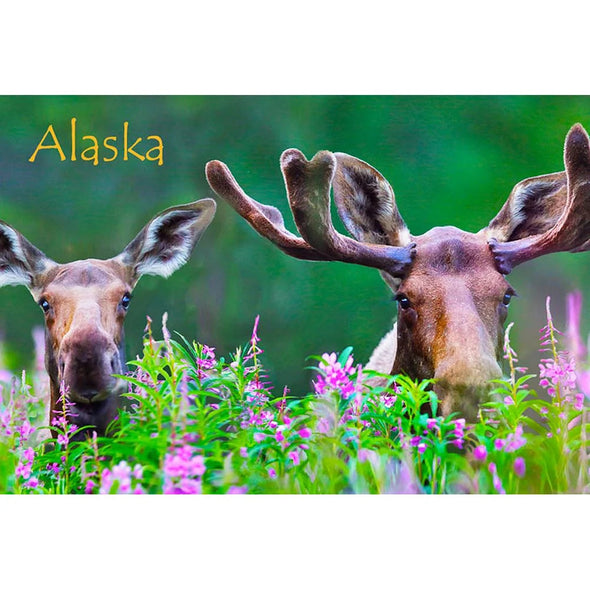 MOOSE IN FIREWEED - ALASKA - 3D Magnet for Refrigerators, Whiteboards, and Lockers - NEW MAGNET 3dstereo 