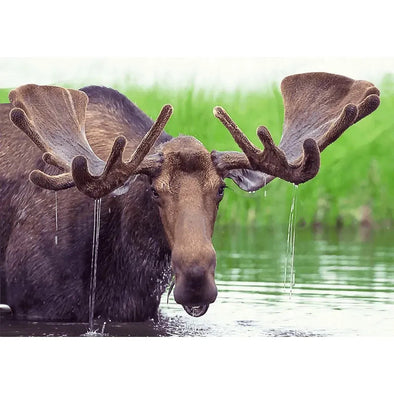 Moose in Pond - 3D Lenticular Postcard Greeting Cardd - NEW Postcard 3dstereo 