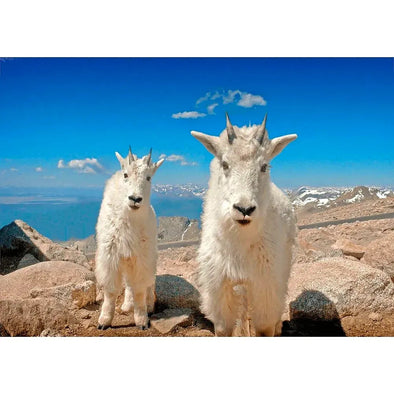Mountain Goats, Colorado - 3D Lenticular Postcard Greeting Cardd - NEW Postcard 3dstereo 