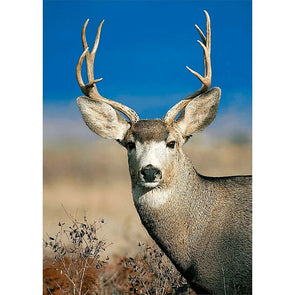 Mule Deer - 3D Lenticular Postcard Greeting Cardd - NEW Postcard 3dstereo 