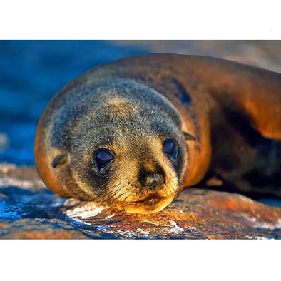 New Zealand Fur Seal - 3D Lenticular Postcard Greeting Card - NEW Postcard 3dstereo 