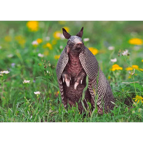 Nine-Banded Armadillo - 3D Lenticular Postcard Greeting Cardd - NEW Postcard 3dstereo 
