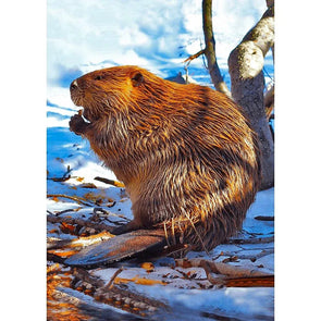 North American Beaver - 3D Lenticular Postcard Greeting Cardd - NEW Postcard 3dstereo 