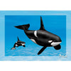 Orca - Killer Whale - 3D Action Lenticular Postcard Greeting Card - NEW Postcard 3dstereo 