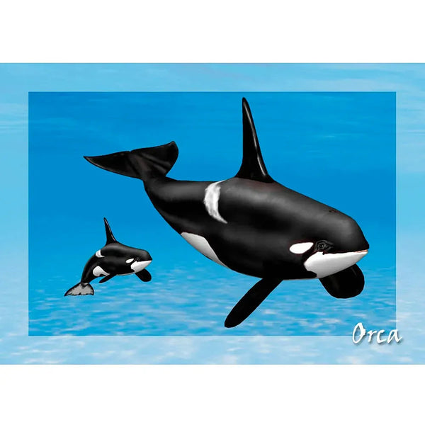 Orca - Killer Whale - 3D Lenticular Postcard Greeting Card – 3Dstereo.com