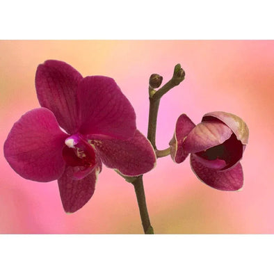 Orchids - 3D Action Lenticular Postcard Greeting Card - NEW Postcard 3dstereo 