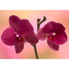 Orchids - 3D Action Lenticular Postcard Greeting Card - NEW Postcard 3dstereo 