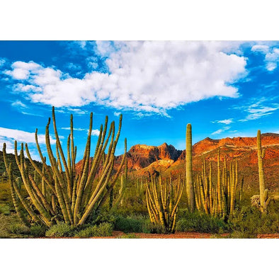 Organ Pipe Cactus - Sonoran Desert Plant - 3D Lenticular Postcard Greeting Card - NEW Postcard 3dstereo 