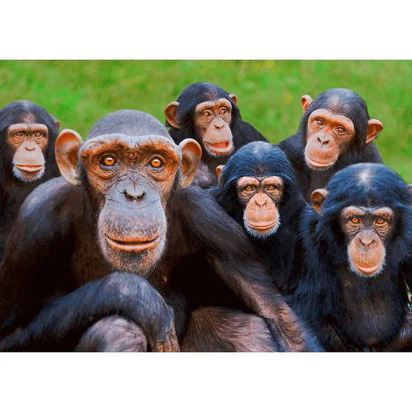Orphan Chimpanzees - 3D Lenticular Postcard Greeting Cardd - NEW Postcard 3dstereo 